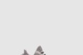 [YEEZY-이지부스트]350 V2 세서미 F99710