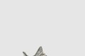 [YEEZY-이지부스트]350 V2 애쉬 스톤 GW0089