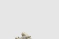 [YEEZY-이지부스트]500 스톤 FW4839