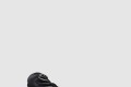 [BALENCIAGA-발렌시아가]터그 펌프스 656601