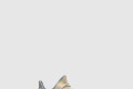 [YEEZY-이지부스트]350 V2 린넨 FY5158