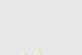 [YEEZY-이지부스트]350 V2 버터 F36980