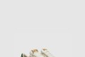 [GUCCI-구찌]웹 스니커즈 777102