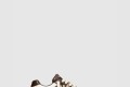 [VALENTINO-발렌티노]원 스터드 로우탑 스니커즈