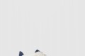 [JIMMY CHOO-지미추]Malbon Diamond Golf