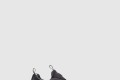 [JIMMY CHOO-지미추]Memphis