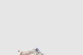 [GGDB-골든구스]미드스타 00122