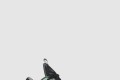 [NIKE-나이키]고베 11 엘리트 로우 822521