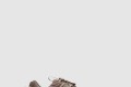 [NIKE-나이키]줌 보메로 5 로밍 FV2295