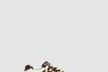 [VALENTINO-발렌티노]나파 가죽 V 로고 스니커즈