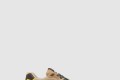 [VALENTINO-발렌티노]로우탑 스니커즈